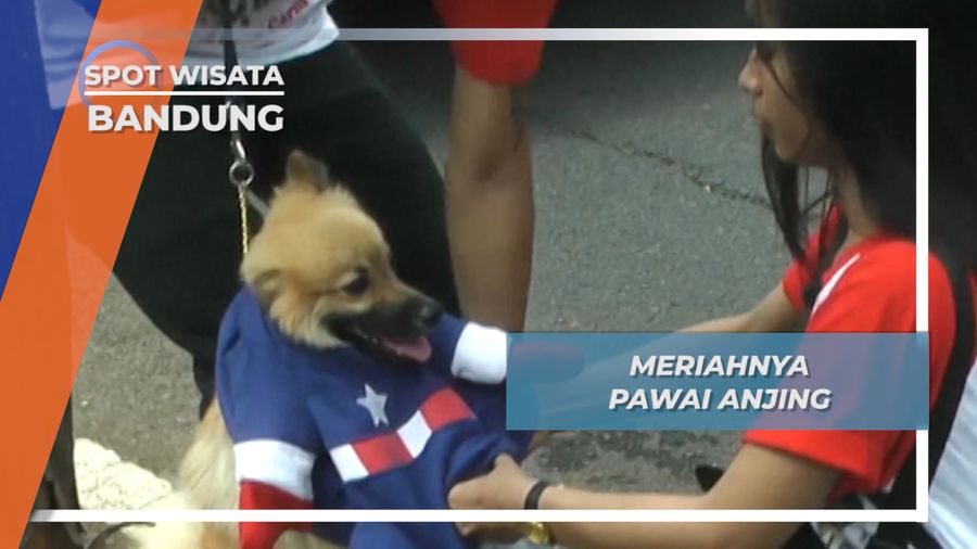 Tingkah Lucu Pawai Anjing, Bandung