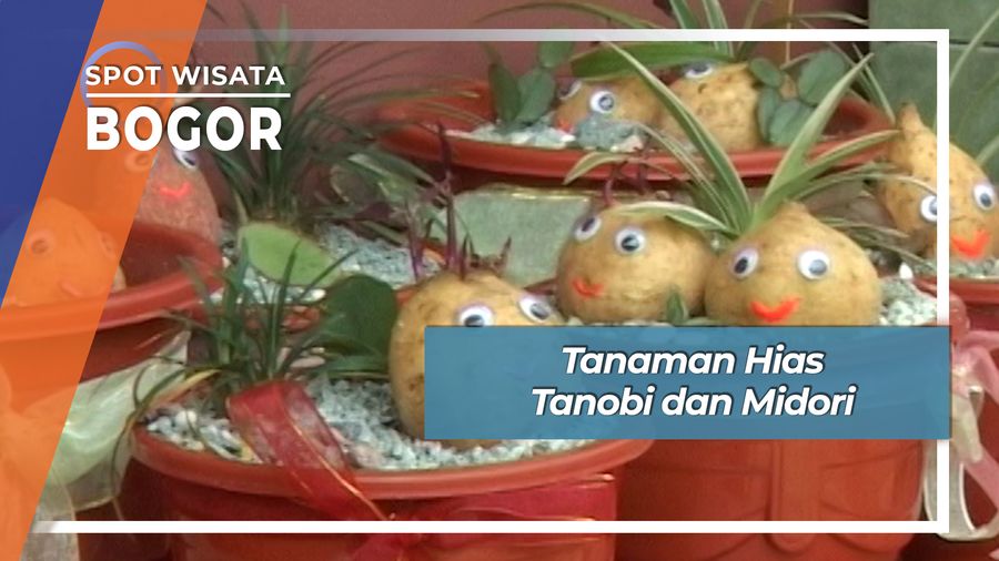 Tanaman Hias dari Bawang dan Ubi Bogor