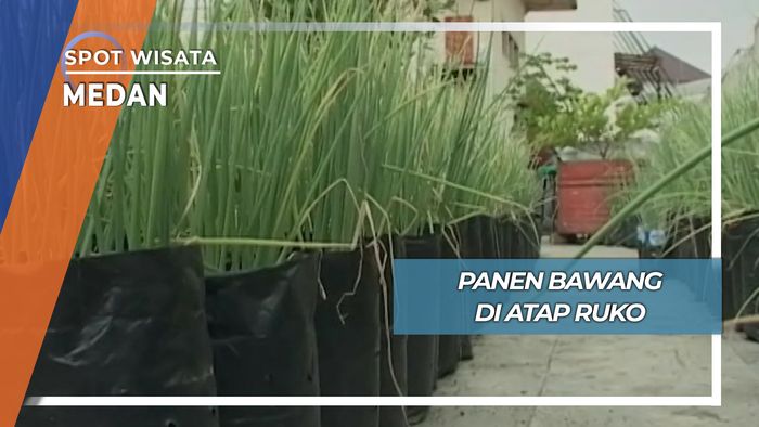 Bercocok Tanam Bawang ala Atap Ruko Medan