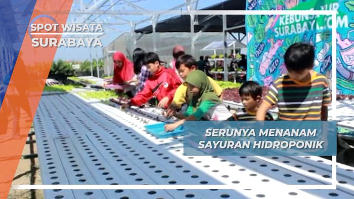 Bercocok Tanam Sayuran Hidroponik Surabaya