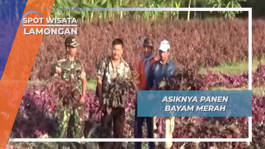Bercocok Tanam Bayam Merah Bluluk Lamongan