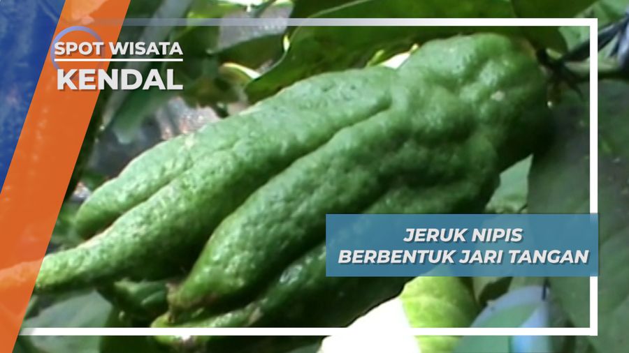 Jeruk Nipis Berbentuk Jari Tangan Kendal