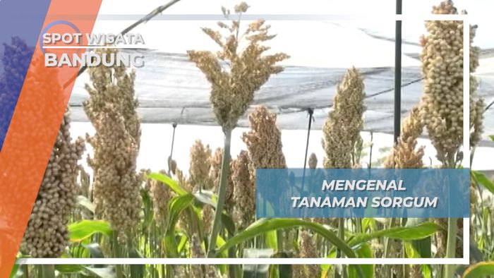 Sorgum, Tanaman Penganti Beras Bandung