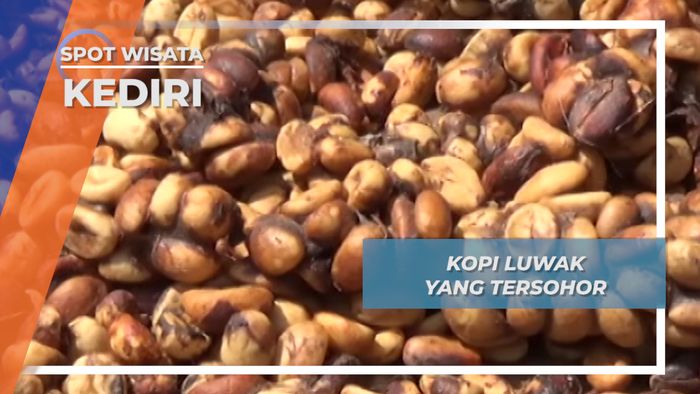 Kopi Luwak Lereng Gunung Kelud Kediri
