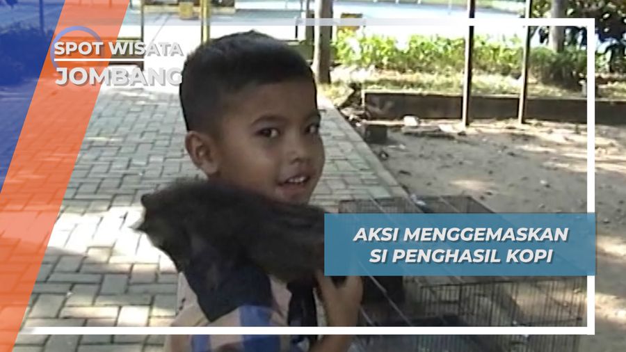 Musang, Si Luwak Penghasil Kopi yang Manja dari Jombang