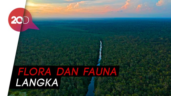 Konservasi Orangutan Terbesar di Dunia Ada di Tanjung Puting