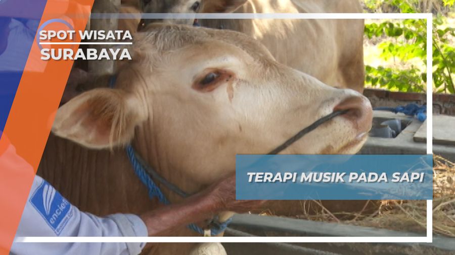 Terapi Musik Sapi, agar Santuy di Peternakan Pakal Surabaya
