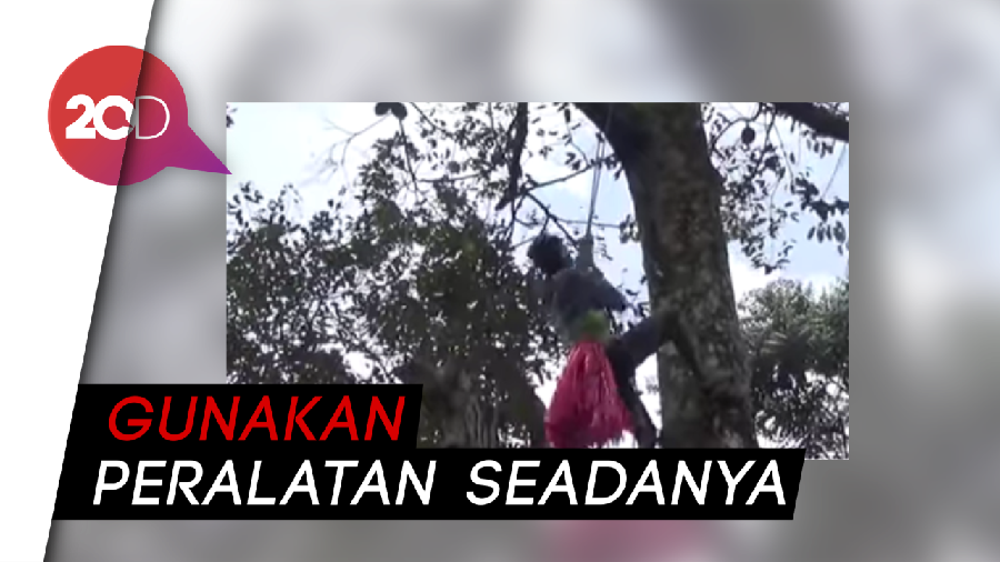 Kisah Penali Buah Durian, Bertaruh Nyawa Demi Mengais Rezeki