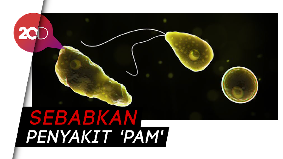 Naegleria fowleri, Si Amuba Pemakan Otak yang Mematikan