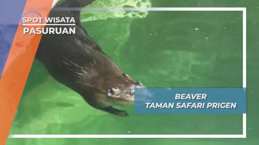 Berang-berang Taman Safari Prigen, Pasuruan