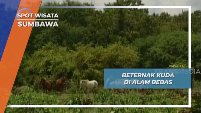 Mengamati Kuda di Alam Bebas, Sumbawa