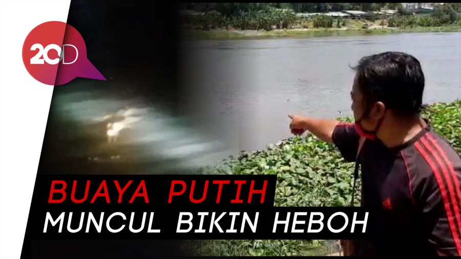 Heboh Buaya Putih Muncul di Sungai Brantas Kediri, Bagaimana Kisahnya?