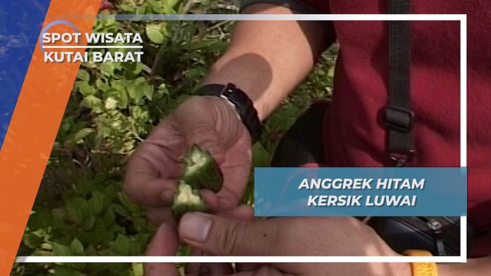 Tanaman Eksotis Kutai Barat, Anggrek Hitam Kersik Luwai
