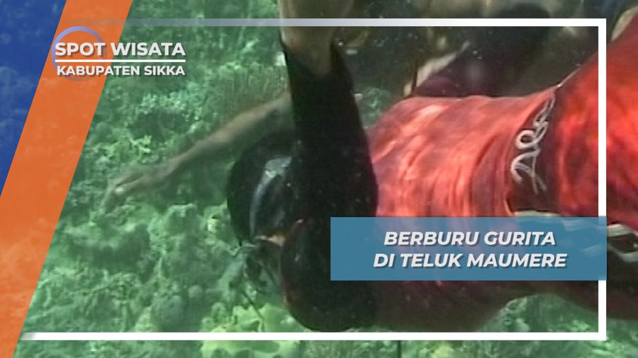Berburu Gurita di Teluk Maumere, Kabupaten Sikka