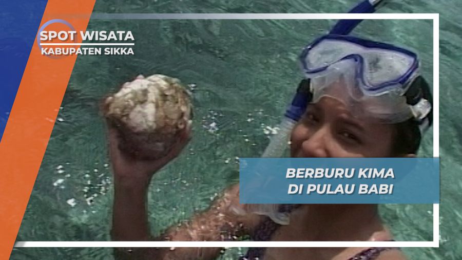 Berburu Kima di Pulau Babi, Kabupaten Sikka