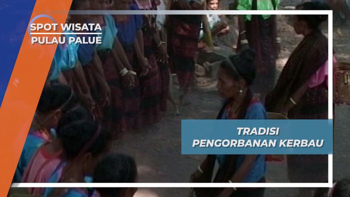 Tradisi Pengorbanan Kerbau, Pulau Palue