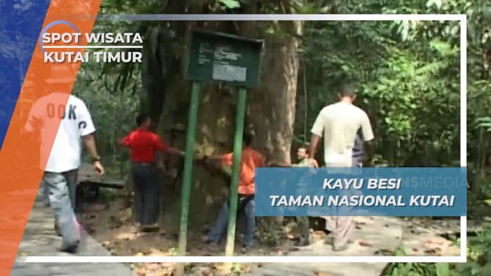 Kayu Besi Taman Nasional Kutai, Kutai Timur