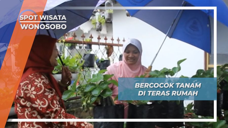 Bercocok Tanam di Teras Rumah, Wonosobo