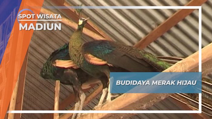 Budidaya Merak Hijau, Madiun