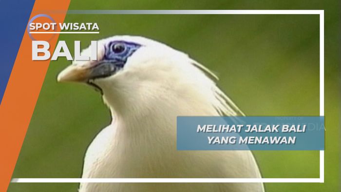 Jalak Bali yang Menawan, Bali