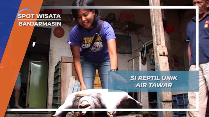 Reptil Unik Air Tawar, Banjarmasin