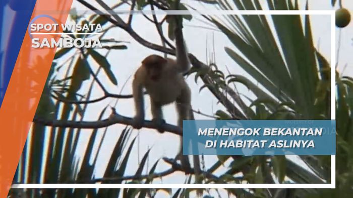 Bekantan di Habitat Aslinya, Samboja