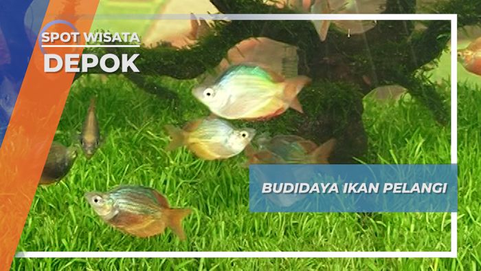 Budidaya Ikan Pelangi asal Indonesia Timur, Depok