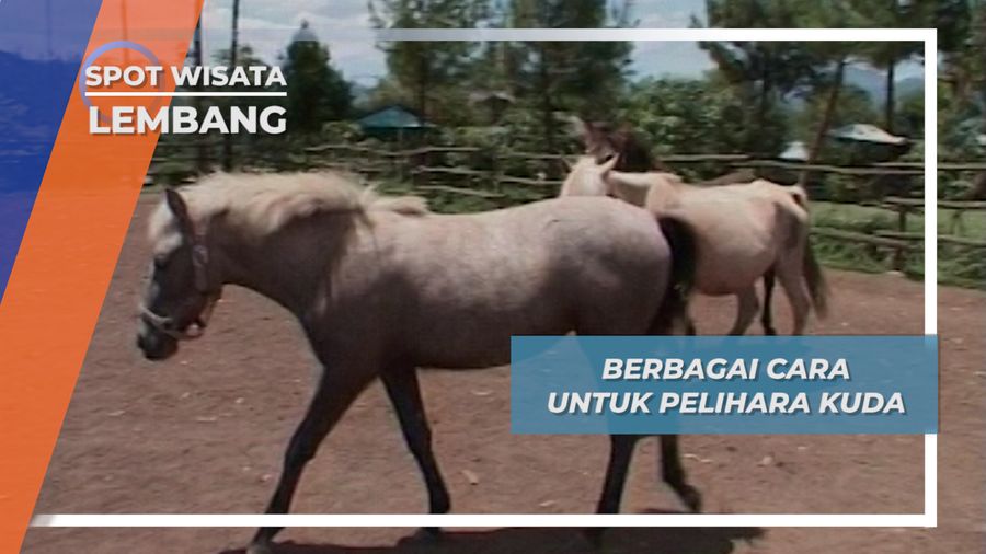 Jangan Sembarangan, Begini Cara Memelihara Kuda, Lembang