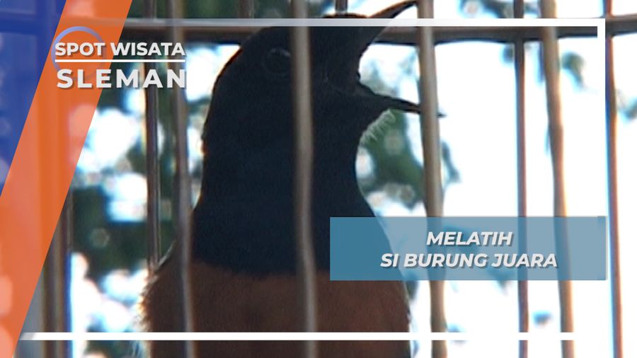 Melatih Si Burung Juara, Sleman