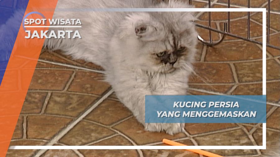 Kucing Persia yang Menggemaskan, Jakarta