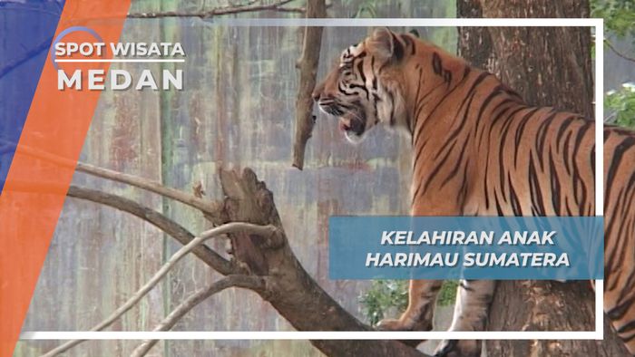 Anak Harimau Sumatera Medan