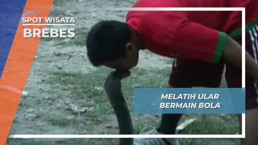 Melatih Ular Cobra Bermain Bola ala Desa Tanjungsari Wanasari Brebes