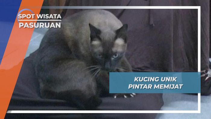 Kucing Asal Nguling Pasuruan nan Pintar Memijat 