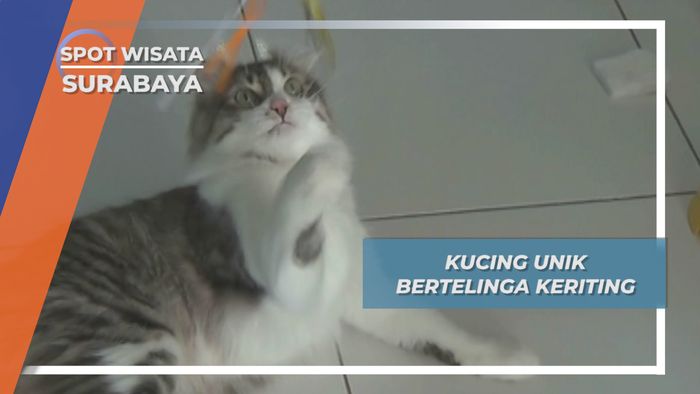 Kucing Berkuping Keriting Surabaya