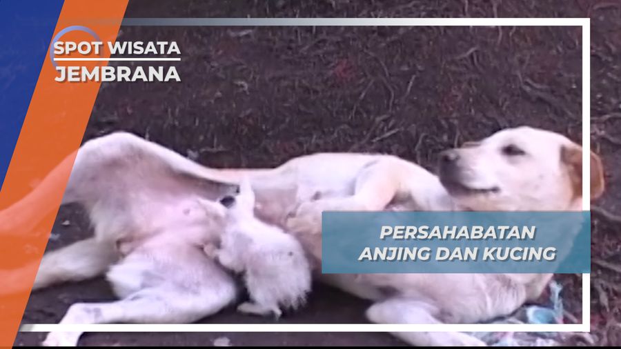 Kucing dan Anjing Kisah Persahabatan nan Manis ala Banjar Wali Yehembang Jembrana Bali