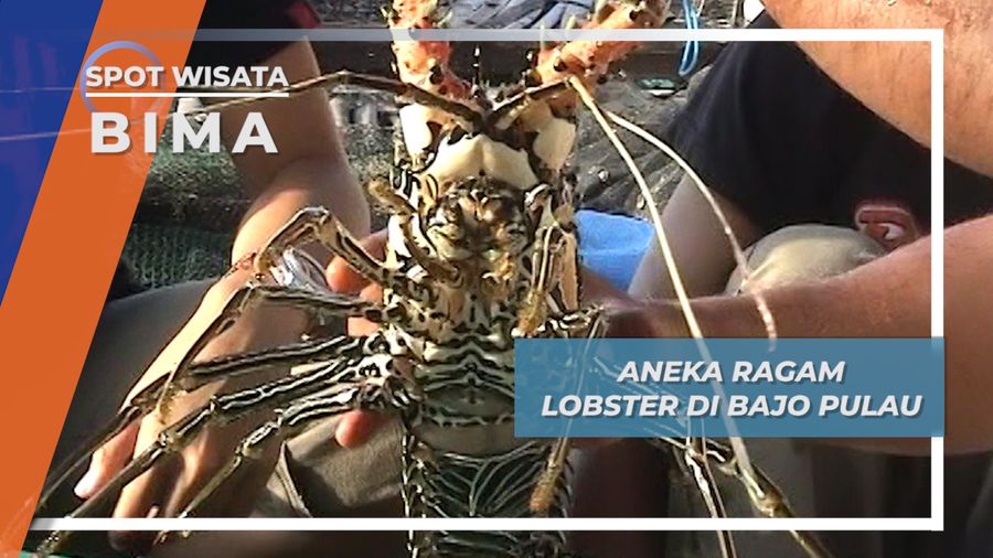 Lobster Aneka Jenis di Karamba Bajo Pulau Bima