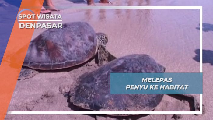 Melepas Penyu ke Habitat di Pantai Kuta Denpasar