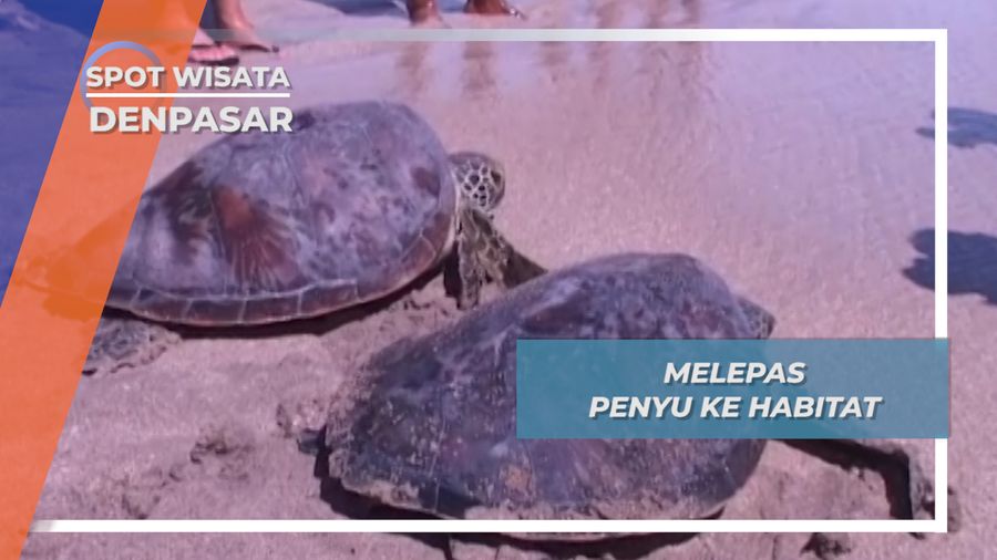 Melepas Penyu ke Habitat di Pantai Kuta Denpasar