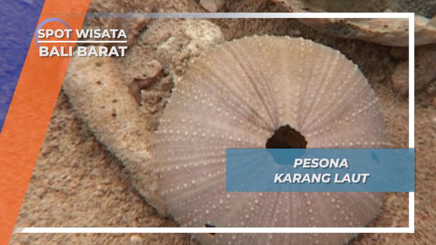 Karang Laut, Sarana Mengenal Alam ala Taman Nasional Bali Barat