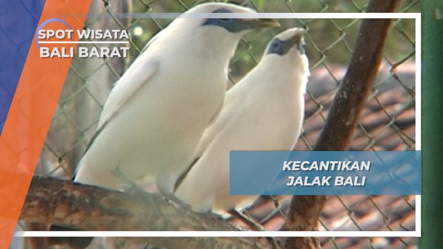 Jalak Bali, Kecantikan Taman Nasional Bali Barat