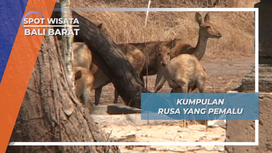 Rusa, Si Pemalu dari Taman Nasional Bali Barat