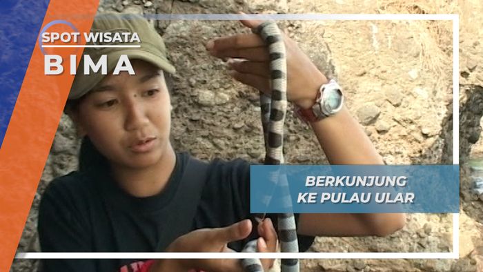 Satwa Jinak Berbisa Penghuni Pulau Ular Bima Nusa Tenggara Barat 