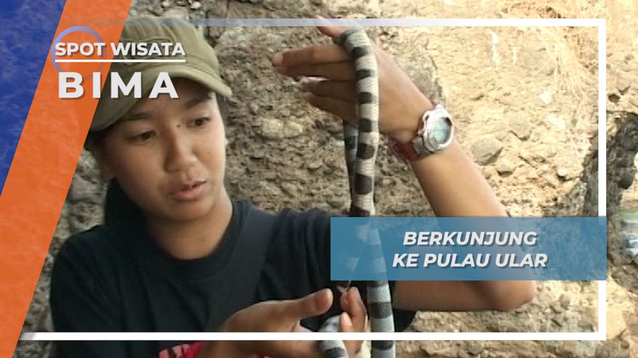 Satwa Jinak Berbisa Penghuni Pulau Ular Bima Nusa Tenggara Barat 