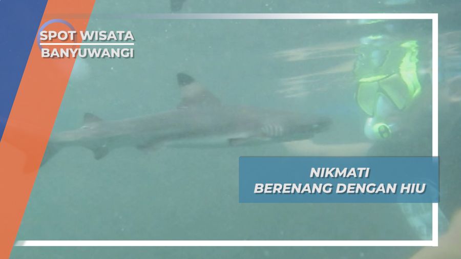 Renang Bersama Hiu Jinak nan Akrab di Bangsring Banyuwangi