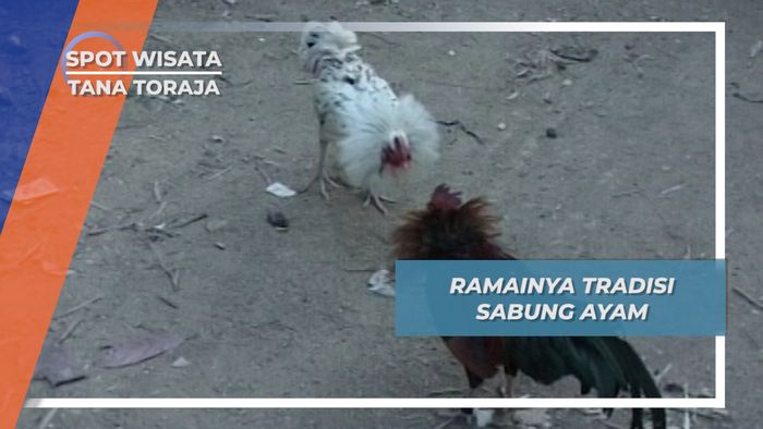Sabung Ayam, Tradisi Tarung Satwa Tana Toraja