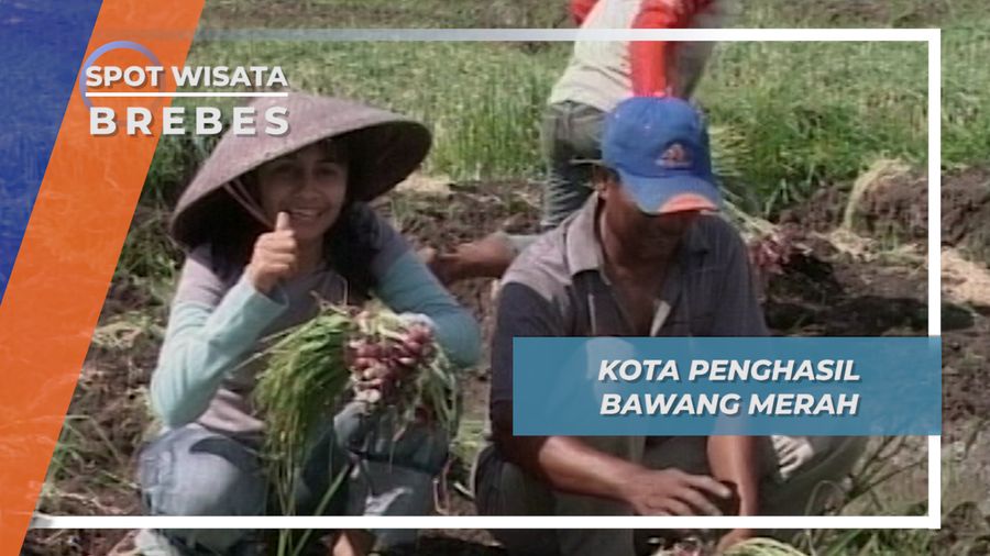 Panen Raya Kota Bawang Merah Brebes