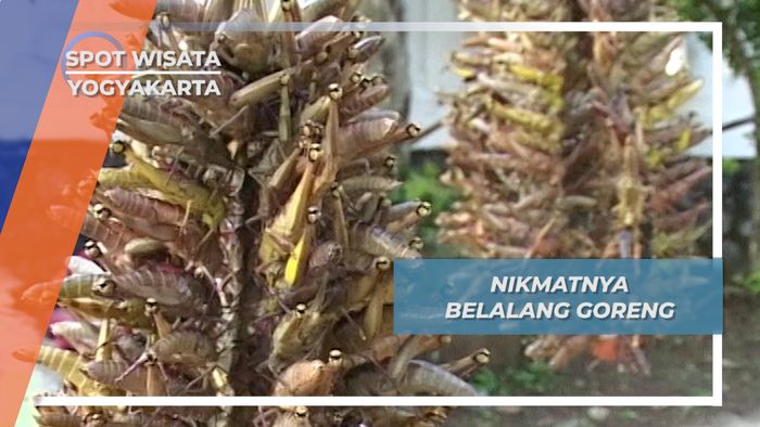 Kuliner Belalang Goreng Buruan Gunung Kidul Yogyakarta