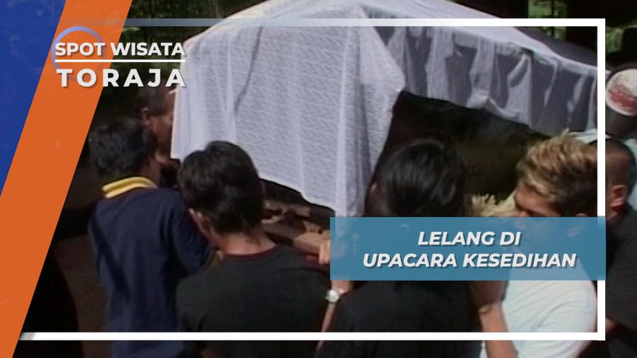 Menikmati Arak Pohon Aren, Ritual Unik di Upacara Rambu Solo Toraja