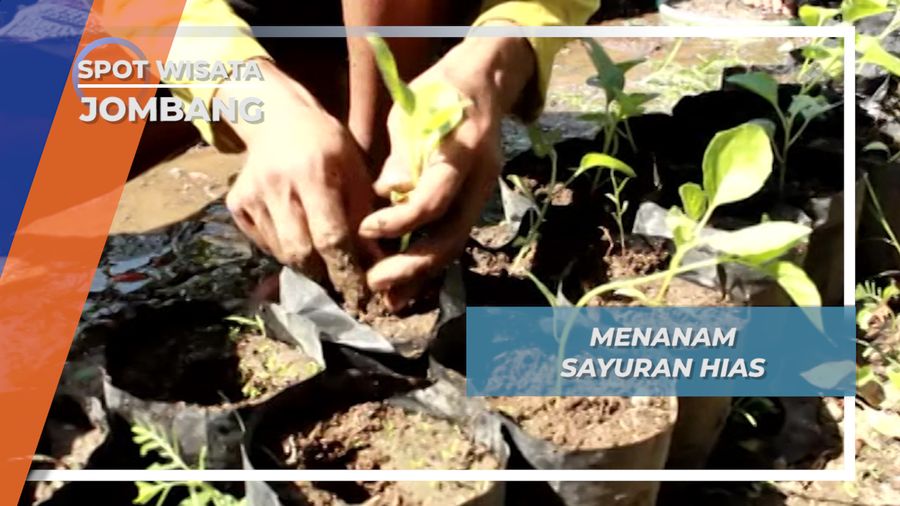 Sayuran Hias, Cara Kreatif Warga Jombang untuk Bercocok Tanam
