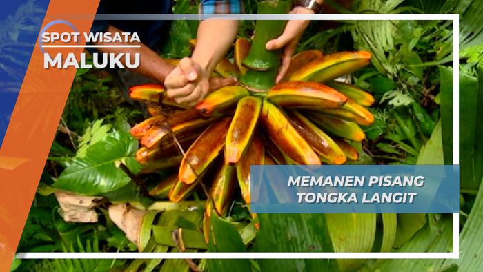 Pisang Tongka Langit, Buah Eksotis Khas Ambon Maluku